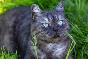 A dark gray tabby cat with bright green eyes lies in the grass and looks up. Beautiful cat with a serious look. Cat's Day, Pet Day, love for pets. Closeup, selective focus.