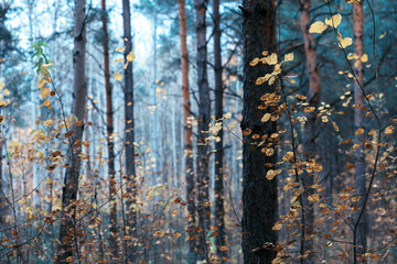 autumn background blurred bokeh landscape trees, leaves and sky. Yellow autumn leaves. Autumn forest