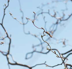 Spring tree on deep blue sky.  Springtime.