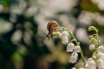 A small snail crawls on a thin stalk of a lily of the valley blooming with white flowers, located in a bouquet against a background of bokeh of bushes and trees