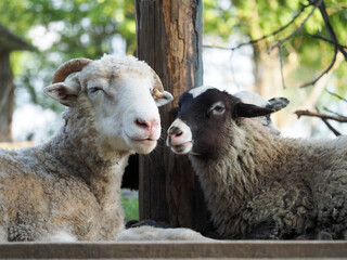 Sheep and RAM. Portrait of animals