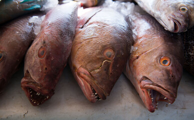 Fish. Fisherman's catch. Marine fish wooden box. A fish market.