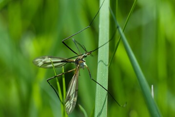 Big mosquito sitting on the green grass

