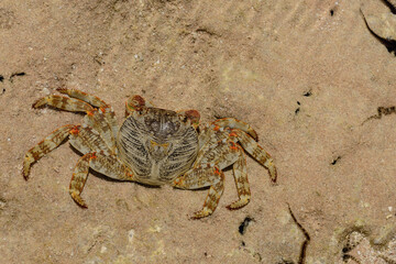 КРАБ, Red crab. Red sea. Egypt. close up. Top view. 