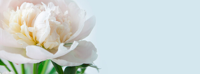 White peony. Floral background for web site or banner