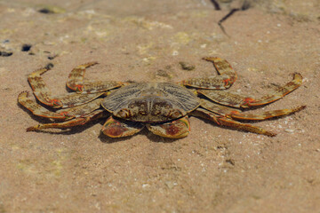 КРАБ, Red crab. Red sea. Egypt. close up. Top view. 