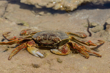 КРАБ, Red crab. Red sea. Egypt. close up. Top view. 