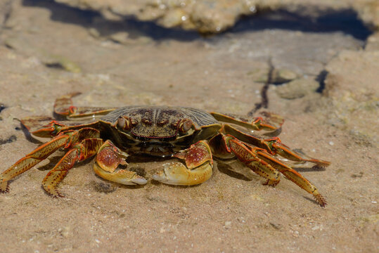 КРАБ, Red crab. Red sea. Egypt. close up. Top view. 