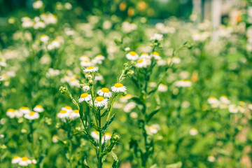 Nature in summer, wild flowers in meadow. Matricaria chamomilla Сhamomile or Italian/German/Hungarian Chamomile. Аlowers сhamomile ordinary closeup. background with medicinal сhamomile.