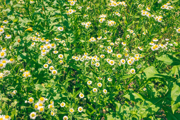 Nature in summer, wild flowers in meadow. Matricaria chamomilla Сhamomile or Italian/German/Hungarian Chamomile. Аlowers сhamomile ordinary closeup. background with medicinal сhamomile.
