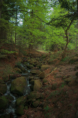 In the Carpathian forests strewn with a variety of vegetation
