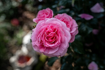 Beautiful pink rose and natural green leaf in the garden.