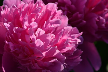 Blooming pink peony close-up. Beautiful petals.