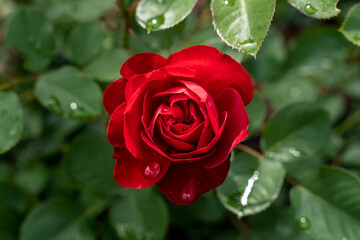 Beautiful red rose and natural green leaf in the garden