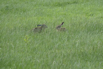 Hare in grass playing hike and seek