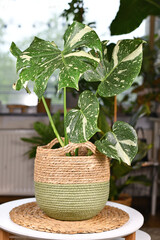 Rare variegated tropical 'Monstera Deliciosa Thai Constellation' house plant with beautiful white...
