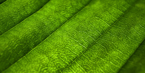 Сlose up of a leaf of a tree in a forest