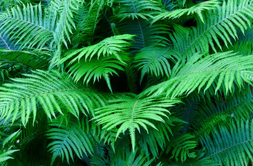 Naklejka na ściany i meble fern bush, natural background