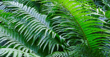Large bush of green fern in the forest.