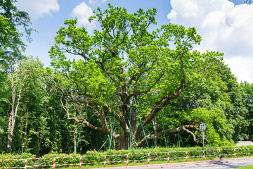 Bartek Oak, one of the oldest oaks in Poland, natural monument.