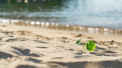 水辺の砂浜に芽生えた小さな芽