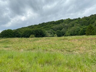 Fototapeta premium Meadow with long grass, and a forest, on a cloudy day in, Baildon, Bradford, UK