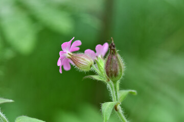 forest flowers and plants after rain