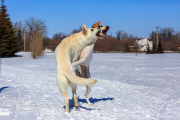Two white dogs playing in the snow.