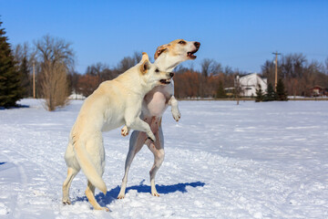 Two white dogs playing in the snow.