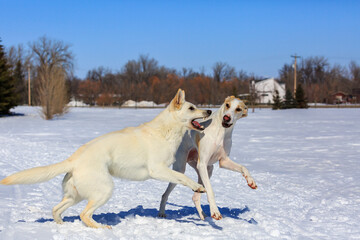 Fototapeta na wymiar Two white dogs playing in the snow.
