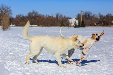 Two white dogs playing in the snow.