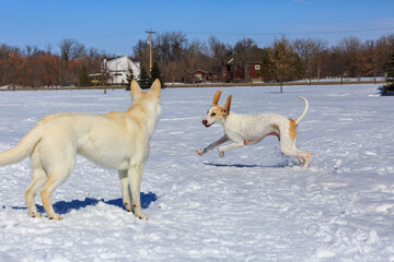 Two white dogs playing in the snow.