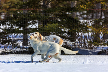Two white dogs playing in the snow.