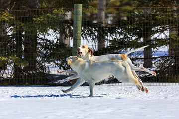 Two white dogs playing in the snow.