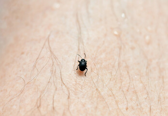 the revival of insects with the advent of summer