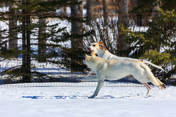 Two white dogs playing in the snow.