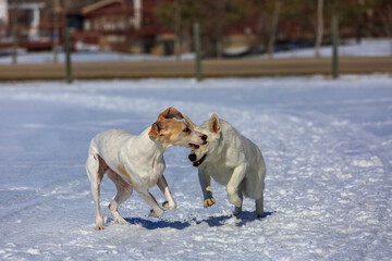 Two white dogs playing in the snow.