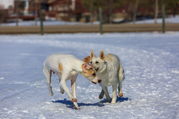 Two white dogs playing in the snow.