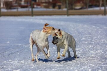 Two white dogs playing in the snow.
