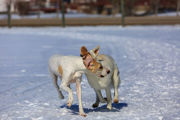 Two white dogs playing in the snow.