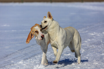 Two white dogs playing in the snow.