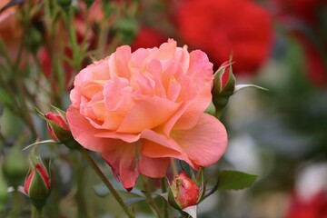 Rose mit Knospe in Lachsfarbe