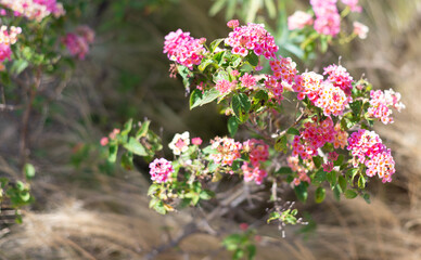pink and white flowers