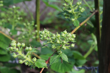 raspberry flowers in the garden