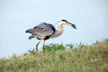 Great heron holding a fish in its beak