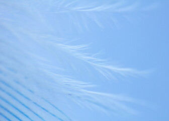 Beautiful image in blue and white tones - parrot feather close up, macro