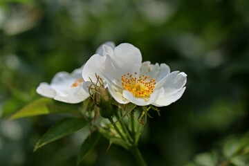 Fototapeta premium Weiß blühende Wildrose