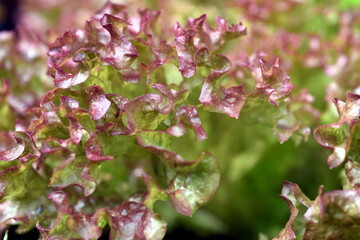 Hintergrund Lollo-Rosso-Salatblätter