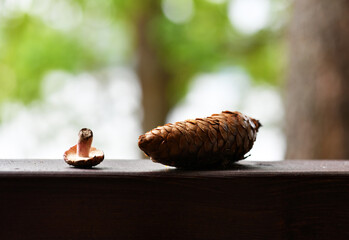 still life with cones mushrooms and spruce branch on a wood background