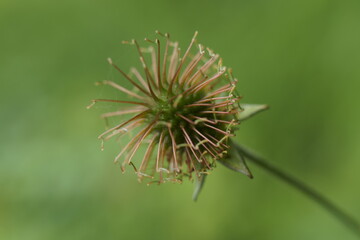 Medicinal herbs - wood avens, herb Bennet, colewort, Geum urbanum

